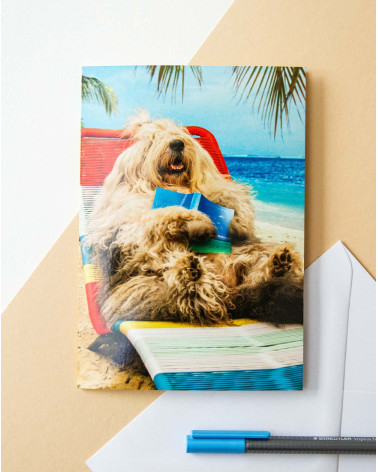 Avanti Card Dog sunbathing