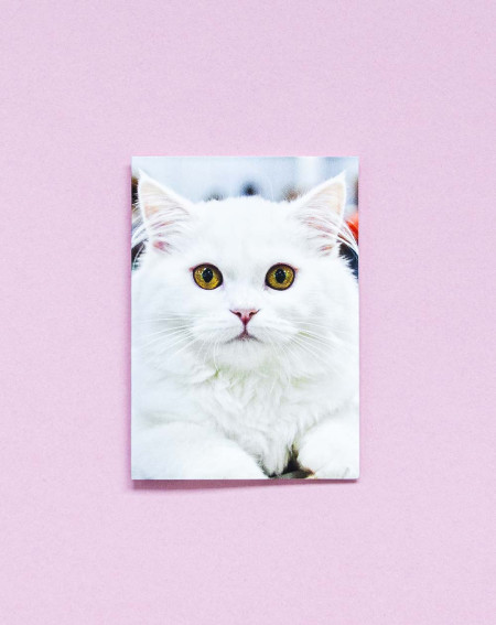 Small Gift Bag Card White Cat