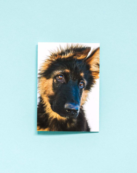 Small Gift Bag Card Dog