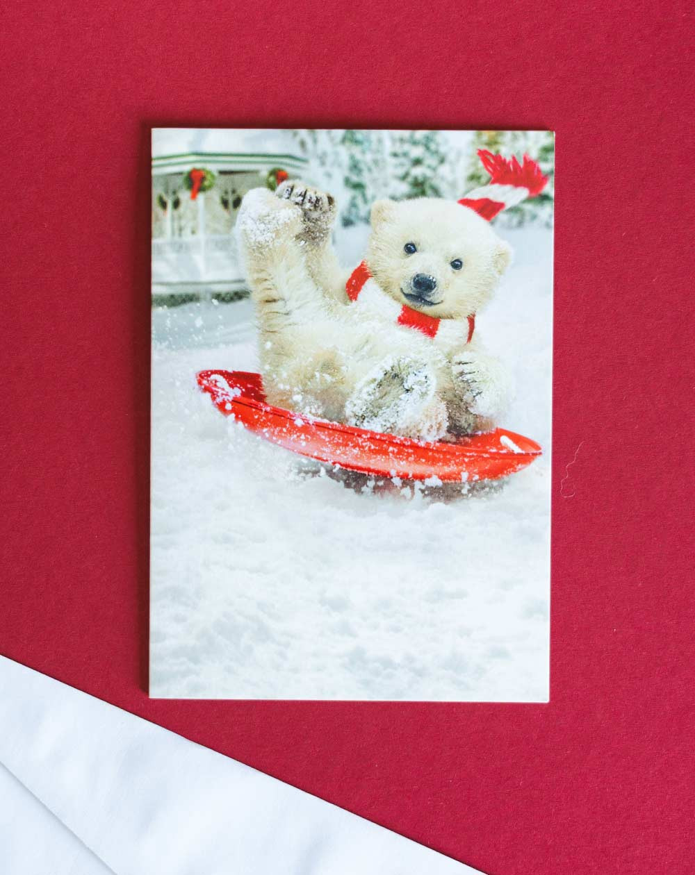Avanti Christmas Card Polar Bear sledding