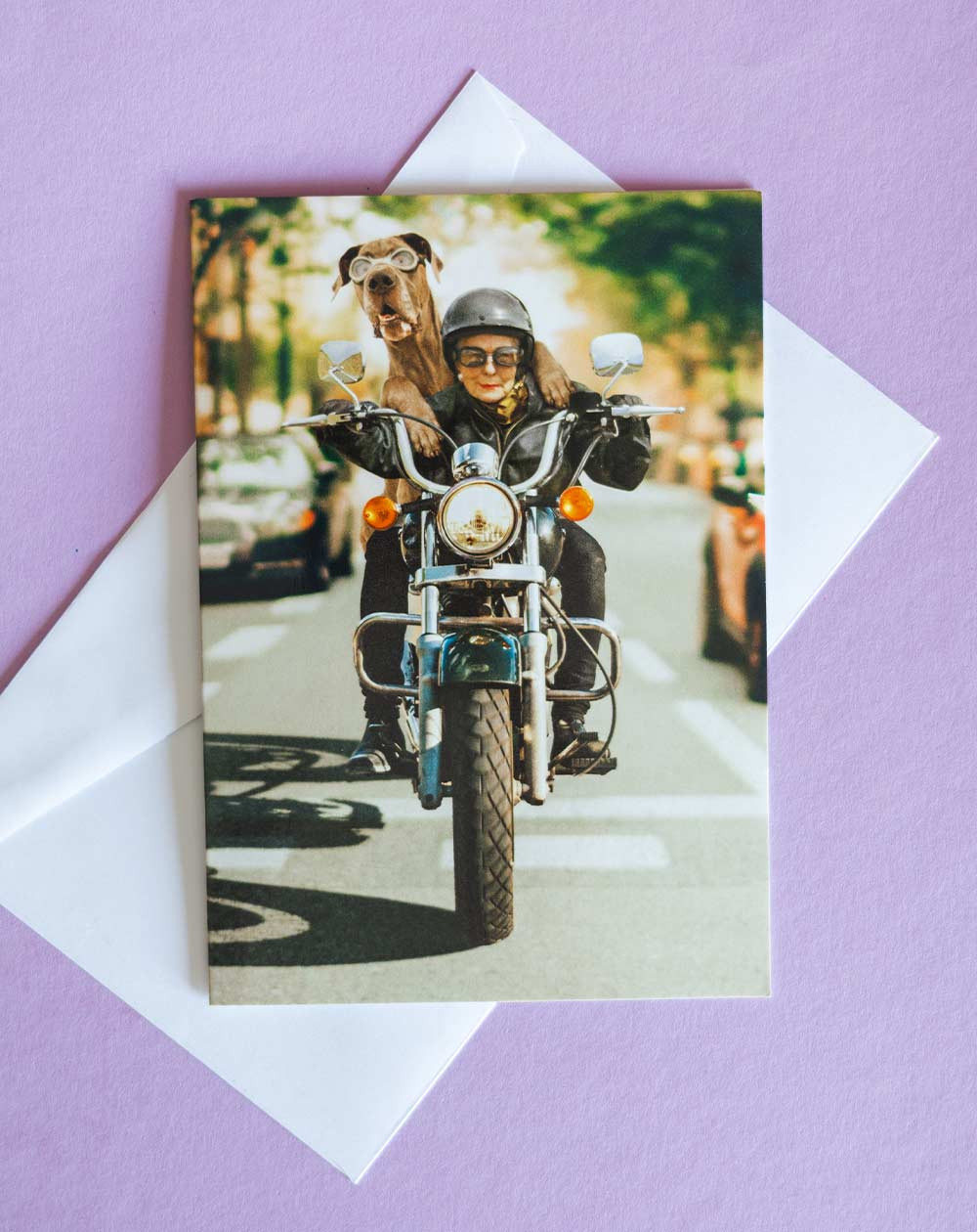 Avanti Card Lady and a dog