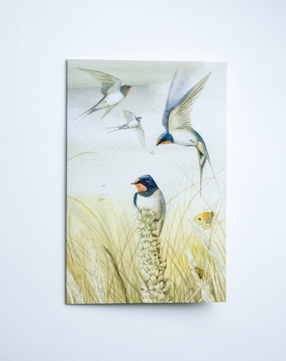 Card Swallows
