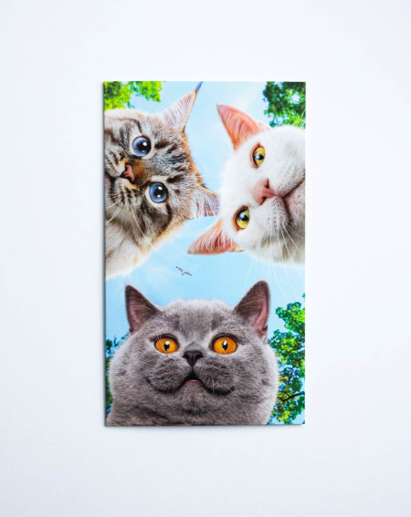 Avanti Pocket Card Three cats
