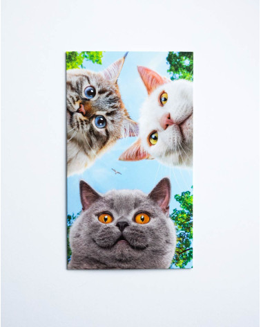 Avanti Pocket Card Three cats